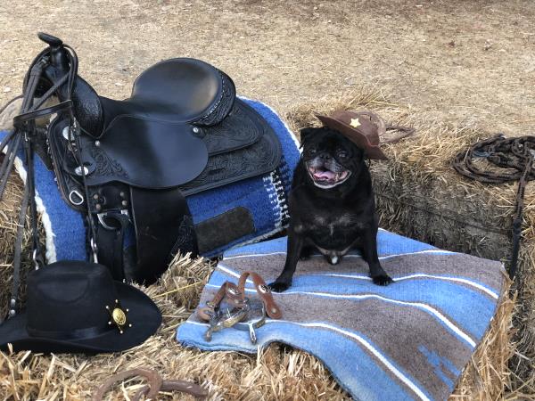 /Images/uploads/PUG NATION RESCUE OF LOS ANGELES/2019pugcalendar/entries/8361thumb.jpg